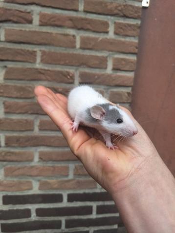 Jonge ratjes. Gewone en dwerg! Handtam beschikbaar voor biedingen