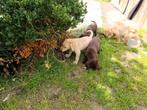 Mooie labrador pups, Dieren en Toebehoren, Honden | Retrievers, Spaniëls en Waterhonden, België, CDV (hondenziekte), 8 tot 15 weken