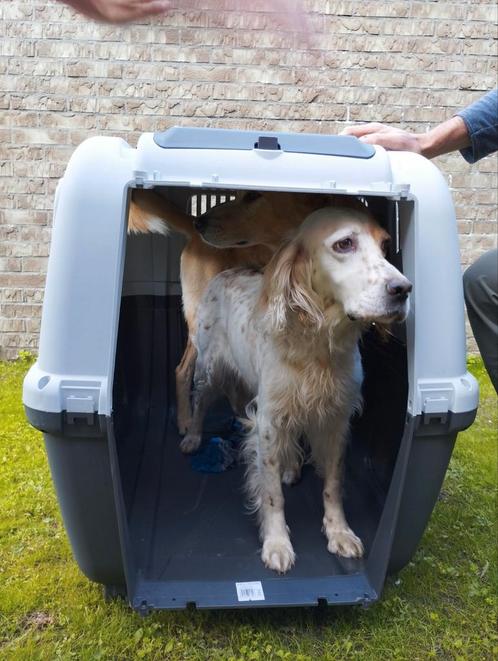 Transportbox, bench Skudo 7 IATA 105x73x76 - TE HUUR, Dieren en Toebehoren, Transportboxen, Zo goed als nieuw, Ophalen