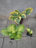 Hosta, Vaste plant, Halfschaduw, Zomer, Ophalen