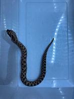 Het stormcloud 50% het albino 2025, Dieren en Toebehoren, Reptielen en Amfibieën, Slang, Tam, 0 tot 2 jaar