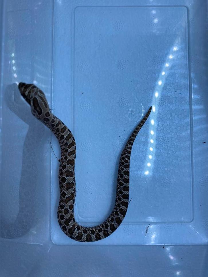 Het stormcloud 50% het albino 2025, Dieren en Toebehoren, Reptielen en Amfibieën, Slang, 0 tot 2 jaar, Tam