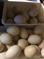 Verse scharel eieren te koop, Enlèvement ou Envoi