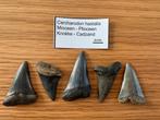 Set Carcharodon Hastalis (C7), Ophalen of Verzenden, Fossiel