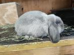 Super lieve nhd ram, Dieren en Toebehoren, Konijnen, Mannelijk, Dwerg, Hangoor, 0 tot 2 jaar