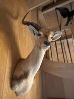 Mooie Antilope ! TAXIDERMIE, Ophalen