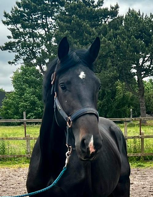 Mooie 2 jarige zwarte dressuur hengst secret x just wimphof, Dieren en Toebehoren, Paarden, Hengst