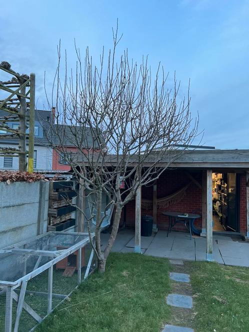 Appel boom !, Tuin en Terras, Planten | Bomen, Ophalen