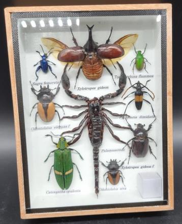Uniek frame met echte opgemaakte insecten (geen Cites soort) beschikbaar voor biedingen