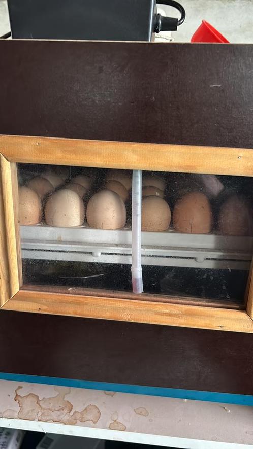 Broedeieren Brahma groot zalm, Dieren en Toebehoren, Pluimvee | Toebehoren, Nieuw, Overige typen, Ophalen of Verzenden