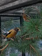 GEZOCHT pop avondkernbijter, Oiseau tropical, Bagué, Femelle