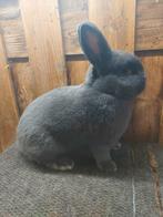 Blauwe Wener, Dieren en Toebehoren, Konijnen, Mannelijk, Middelgroot, 0 tot 2 jaar