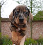 Prachtige kortharige dwerg teckel pups (nog 1 reutje), CDV (hondenziekte), Meerdere, 8 tot 15 weken, België