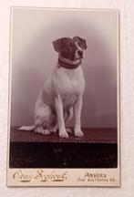 Portrait de chien datant de  1904, Collections, Photos & Gravures