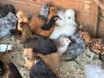 Zijdehoenders cochin krielen araucana marans
