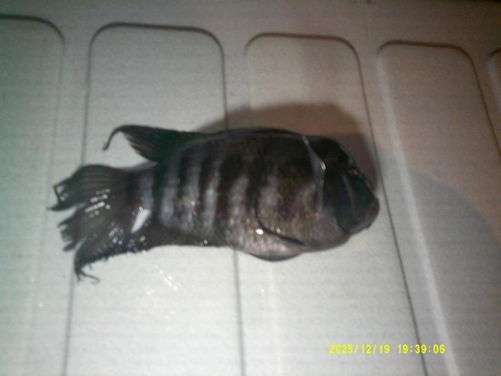 5 zebra chicliden (volwassen) te snel gekocht dom, Animaux & Accessoires, Poissons | Poissons d'aquarium, Poisson d'eau douce