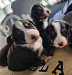 Lieve Berner sennen pups te koop, CDV (hondenziekte), Meerdere, 8 tot 15 weken, Sennenhond