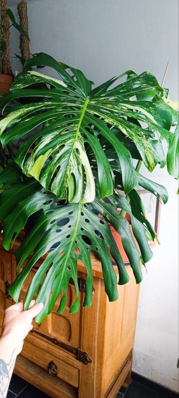 Monstera deliciosa mint 'Large Form' Mother plant 