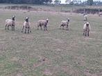 Schapen te koop, Dieren en Toebehoren, Meerdere dieren, Schaap, 0 tot 2 jaar