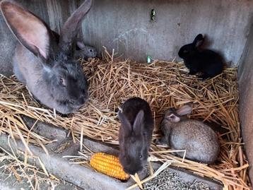 Lapins géants Allemands disponible aux enchères