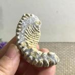 Un fossile d'huître zippé de Madagascar (D), Collections, Minéraux & Fossiles, Envoi, Fossile