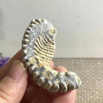 Een ritssluiting oester fossiel uit Madagaskar (D) beschikbaar voor biedingen