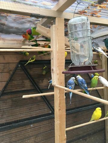 KLEURRIJKE POPPEN EN MANNEN GRASPARKIETEN NU 18 EURO/KOPPEL, Dieren en Toebehoren, Meerdere dieren, Parkiet