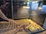 Baardagame met terrarium, Dieren en Toebehoren, Hagedis, Met terrarium, 0 tot 2 jaar