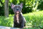 Franse bulldog, België, Particulier, CDV (hondenziekte), 8 tot 15 weken