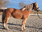 Lieve Haflinger merrie 7 jaar, Jument, Poney E (1.48 m - 1.57m), Poney de récréation, Vermifugé