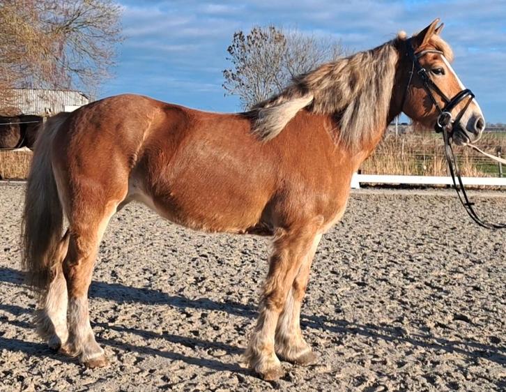Lieve Haflinger merrie 7 jaar, Animaux & Accessoires, Poneys, Jument, Poney E (1.48 m - 1.57m), Poney de récréation, Avec puce électronique