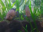 Hemichromis exsul volwassen vissen, Vis, Zoetwatervis