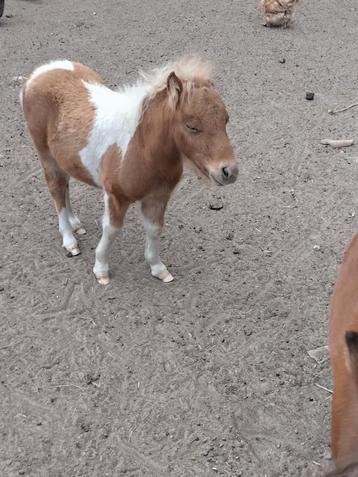 Shetland pony's  beschikbaar voor biedingen