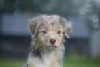 Australische herder pups nieuw nestje 💖 direct beschikbaar, Dieren en Toebehoren, Honden | Herdershonden en Veedrijvers, België