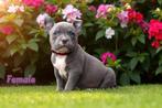 PRACHTIGE AMERICAN BULLY PUPS, Dieren en Toebehoren, België, Overige rassen, 8 tot 15 weken, Meerdere