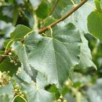 Tilia cordata, Tuin en Terras, Ophalen