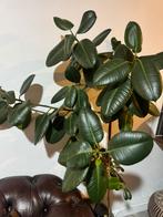 Kamerplant, Huis en Inrichting, Kamerplanten, Ophalen