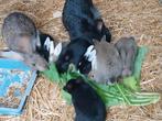 Konijnen te koop, Dieren en Toebehoren, Geslacht onbekend, Klein, 0 tot 2 jaar