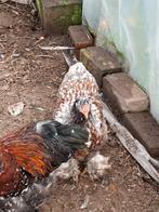 jong brahma hennetje, Dieren en Toebehoren, Vrouwelijk, Kip