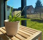 Aloë vera, Tuin en Terras, Ophalen, Zo goed als nieuw