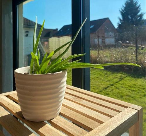Aloë vera, Tuin en Terras, Bloembakken en Plantenbakken, Zo goed als nieuw, Ophalen