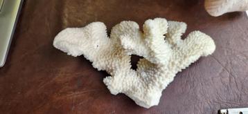 Corail blanc fossile Pocillopora 14 x 16 cm disponible aux enchères