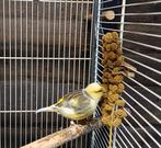 Jonge five fancy kanaries., Dieren en Toebehoren