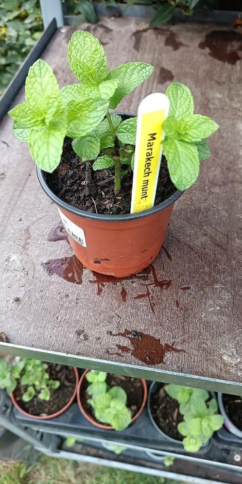 Marakech munt, Tuin en Terras, Planten | Tuinplanten, Vaste plant, Kruiden, Halfschaduw, Zomer, Verzenden