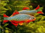 Gezocht galaxy rasbora