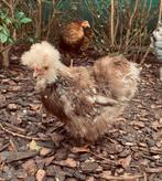 Mottled zijdehoender broedeitjes, Dieren en Toebehoren, Pluimvee, Meerdere dieren, Kip