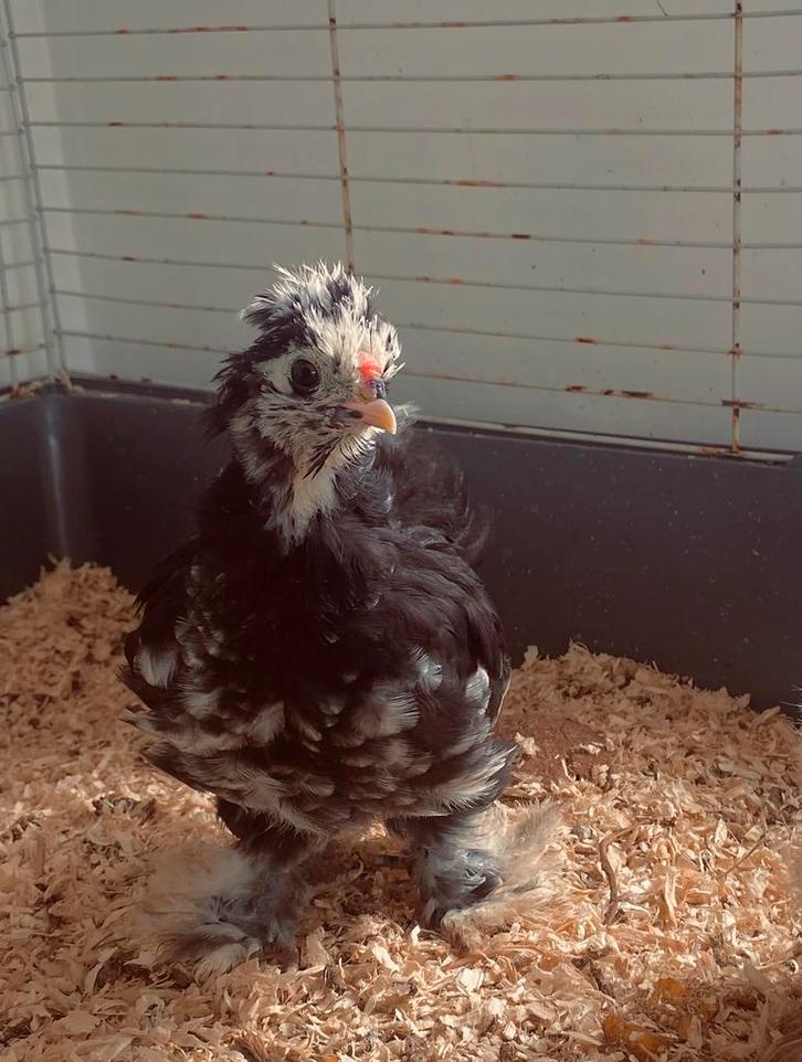 Zijdehoen kuikentje, Dieren en Toebehoren, Pluimvee, Kip, Geslacht onbekend