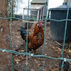 Heel lief haantje, Dieren en Toebehoren