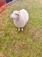 Quessant Ooi en Lammetje, Dieren en Toebehoren, Meerdere dieren, Schaap, 0 tot 2 jaar