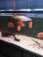 heros severum red spotted . 15/17 cm, Dieren en Toebehoren, Vis, Zoetwatervis